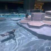 めい 🐧 ポッキリ学園 ～モテモテハーレムごっこ～