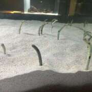 ヒメ日記 2025/12/17 14:02 投稿 めい ポッキリ学園 ～モテモテハーレムごっこ～