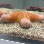 ヒメ日記 2026/01/03 13:01 投稿 めい ポッキリ学園 ～モテモテハーレムごっこ～