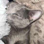 ヒメ日記 2026/02/12 15:21 投稿 めい ポッキリ学園 ～モテモテハーレムごっこ～