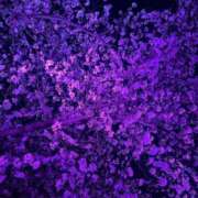 ヒメ日記 2026/04/05 21:01 投稿 めい ポッキリ学園 ～モテモテハーレムごっこ～