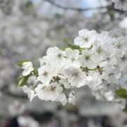 ヒメ日記 2025/05/10 17:58 投稿 みなみ さくらん