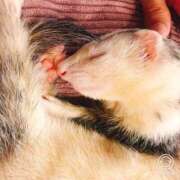 ヒメ日記 2026/01/27 06:45 投稿 モモ バニーコレクション千葉栄町店