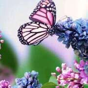 ヒメ日記 2025/08/01 08:35 投稿 るい 小田原人妻城