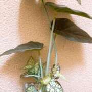 ヒメ日記 2025/11/06 09:48 投稿 るい 小田原人妻城