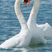 ヒメ日記 2026/02/13 17:43 投稿 るい 小田原人妻城