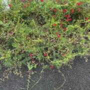 ヒメ日記 2026/02/28 23:51 投稿 るい 小田原人妻城