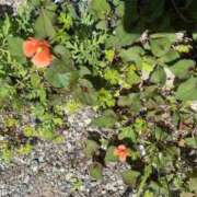 ヒメ日記 2026/03/01 19:41 投稿 るい 小田原人妻城