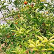 ヒメ日記 2026/03/04 13:25 投稿 るい 小田原人妻城