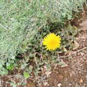 ヒメ日記 2026/03/06 15:25 投稿 るい 小田原人妻城