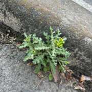 ヒメ日記 2026/03/09 11:22 投稿 るい 小田原人妻城