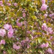 ヒメ日記 2026/04/04 14:28 投稿 るい 小田原人妻城