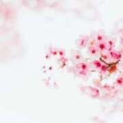 ヒメ日記 2025/04/11 17:28 投稿 くみ TSUBAKI（水戸）