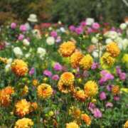 ヒメ日記 2025/09/24 16:10 投稿 竹中さとね 大阪ぽっちゃり妻 谷九店