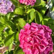 ヒメ日記 2025/06/14 08:22 投稿 新田 香澄 大阪貴楼館