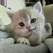 ヒメ日記 2025/04/06 03:16 投稿 りつ【清楚で美乳の彼女】 STELLA TOKYO－ステラトウキョウ－