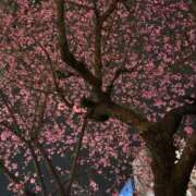 ヒメ日記 2025/04/06 18:53 投稿 月宮 倶楽部月兎【逆夜這い】セントレア三河店