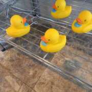 ヒメ日記 2025/10/08 08:07 投稿 こと G-1八戸