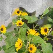ヒメ日記 2026/08/20 07:05 投稿 こと G-1八戸