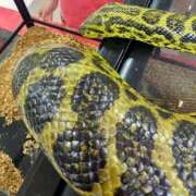 ヒメ日記 2025/01/30 07:20 投稿 ひかり G-1八戸