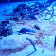 ヒメ日記 2025/04/03 07:30 投稿 ひかり G-1八戸