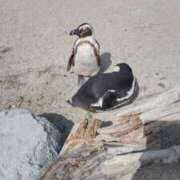 ヒメ日記 2025/04/24 07:30 投稿 ひかり G-1八戸