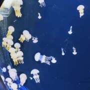 ヒメ日記 2025/05/12 08:10 投稿 ひかり G-1八戸