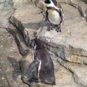 ヒメ日記 2025/09/12 13:27 投稿 ひかり G-1八戸