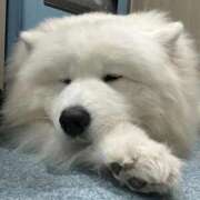 ヒメ日記 2026/02/12 14:48 投稿 メンダコ　面蛸 女の子市場