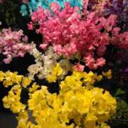 ヒメ日記 2025/01/23 12:10 投稿 かこ 熟女の風俗最終章 本厚木店