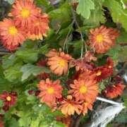 ヒメ日記 2024/12/16 19:24 投稿 島田　彩 エンジェルコースト