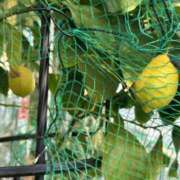 ヒメ日記 2024/12/17 07:06 投稿 島田　彩 エンジェルコースト