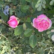 ヒメ日記 2024/12/19 09:20 投稿 島田　彩 エンジェルコースト