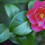 ヒメ日記 2025/01/03 09:07 投稿 島田　彩 エンジェルコースト