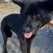 ヒメ日記 2025/01/08 18:13 投稿 島田　彩 エンジェルコースト