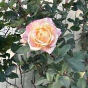 ヒメ日記 2025/01/20 16:15 投稿 島田　彩 エンジェルコースト