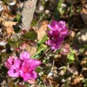 ヒメ日記 2025/01/21 10:16 投稿 島田　彩 エンジェルコースト