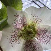 ヒメ日記 2025/03/07 17:22 投稿 島田　彩 エンジェルコースト