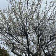 ヒメ日記 2025/03/14 11:41 投稿 島田　彩 エンジェルコースト