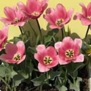 ヒメ日記 2025/03/31 00:21 投稿 島田　彩 エンジェルコースト