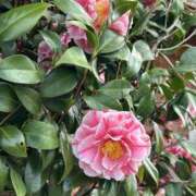 ヒメ日記 2025/04/04 18:23 投稿 島田　彩 エンジェルコースト