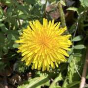 ヒメ日記 2025/04/07 10:52 投稿 島田　彩 エンジェルコースト