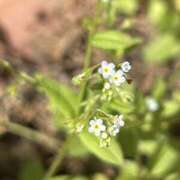 ヒメ日記 2025/04/12 16:44 投稿 島田　彩 エンジェルコースト