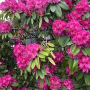 ヒメ日記 2025/04/13 08:58 投稿 島田　彩 エンジェルコースト