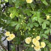 ヒメ日記 2025/04/13 09:33 投稿 島田　彩 エンジェルコースト