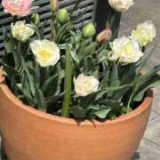 ヒメ日記 2025/04/14 08:09 投稿 島田　彩 エンジェルコースト