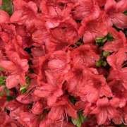 ヒメ日記 2025/04/14 11:51 投稿 島田　彩 エンジェルコースト