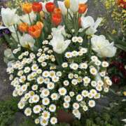 ヒメ日記 2025/04/14 12:25 投稿 島田　彩 エンジェルコースト