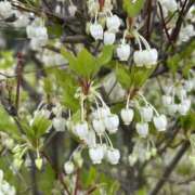 ヒメ日記 2025/04/14 13:36 投稿 島田　彩 エンジェルコースト