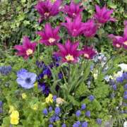 ヒメ日記 2025/04/14 14:30 投稿 島田　彩 エンジェルコースト